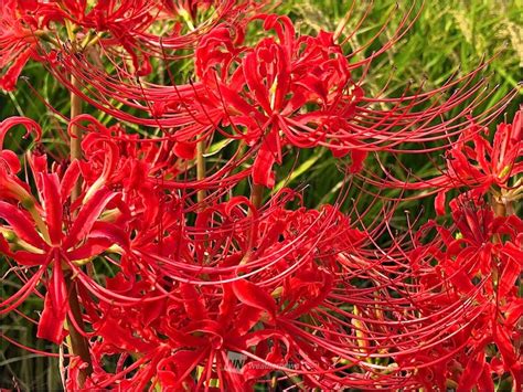 紅蓮華 彼岸花|彼岸花の別名一覧！名前だけじゃなく色によって種類。